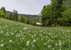 Ideja za eko izlet: Na Golico med cvetoče NARCISE