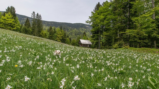 Ideja za eko izlet: Na Golico med cvetoče NARCISE (foto: Aleš Krivec)