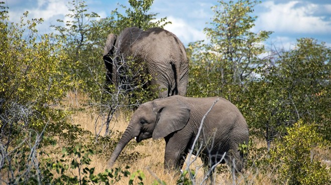 Strela pokončala čredo divjih slonov, poginilo je 18 živali (foto: profimedia)