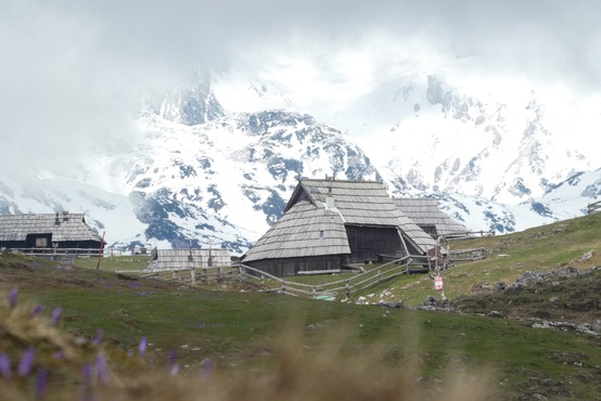 Žafrani na Veliki planini (odlična ideja za skorajšnji izlet)