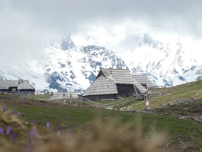 Žafrani na Veliki planini (odlična ideja za skorajšnji izlet) (foto: Vid Legradić)