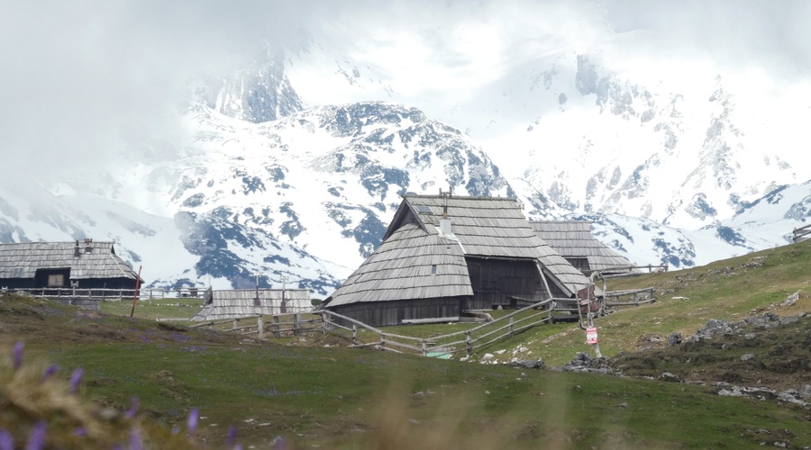 Žafrani na Veliki planini (odlična ideja za skorajšnji izlet) (foto: Vid Legradić)