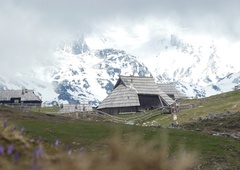 Žafrani na Veliki planini (odlična ideja za skorajšnji izlet)