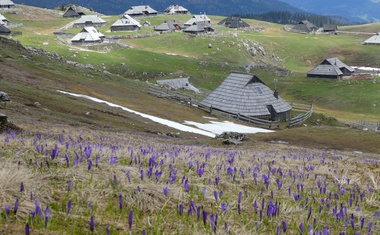 Žafrani na Veliki planini (odlična ideja za skorajšnji izlet)