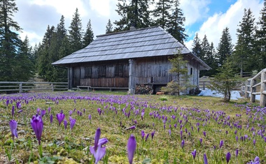 Žafrani na Veliki planini (odlična ideja za skorajšnji izlet)