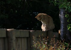 Tako (učinkovito, a še vedno prijazno) spodite sosedove mačke s svojega vrta