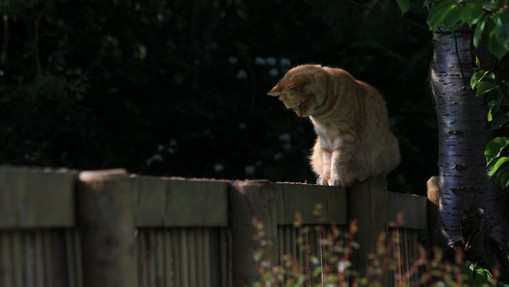 Tako (učinkovito, a še vedno prijazno) spodite sosedove mačke s svojega vrta