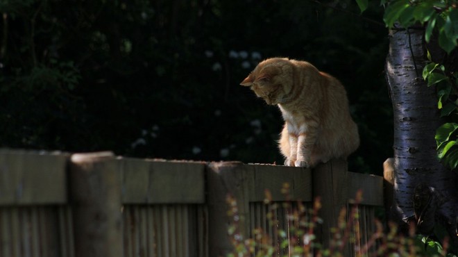 Tako (učinkovito, a še vedno prijazno) spodite sosedove mačke s svojega vrta (foto: profimedia)
