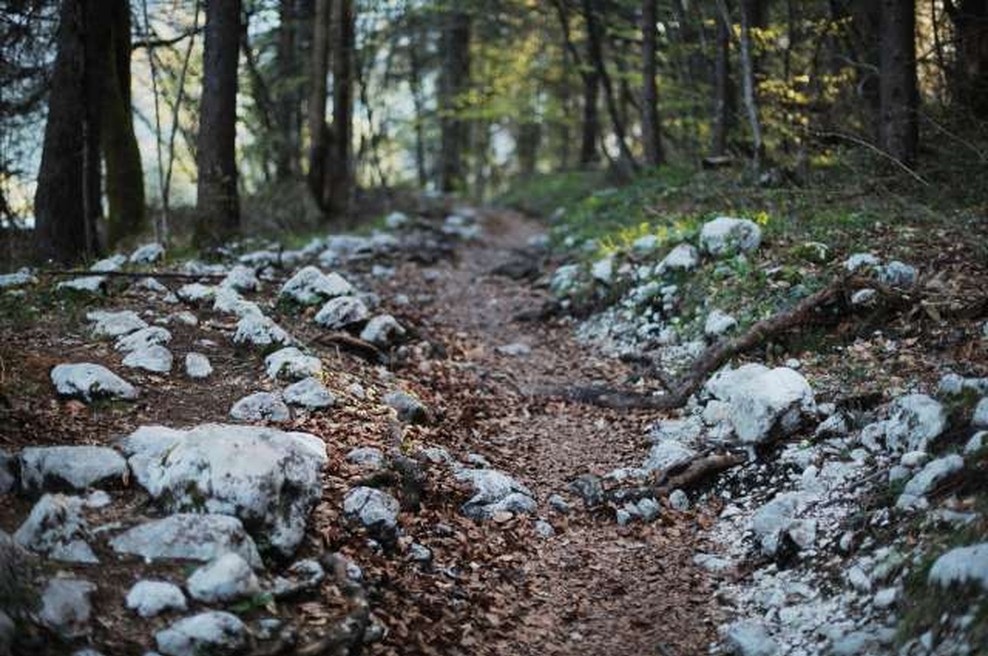 Na Kočevskem odprli pragozdno pot Krokar (foto: Daniel Novakovič/STA)