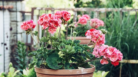 Pelargonija - kraljica balkonov in okenskih polic (kako jih pravilno sadimo)