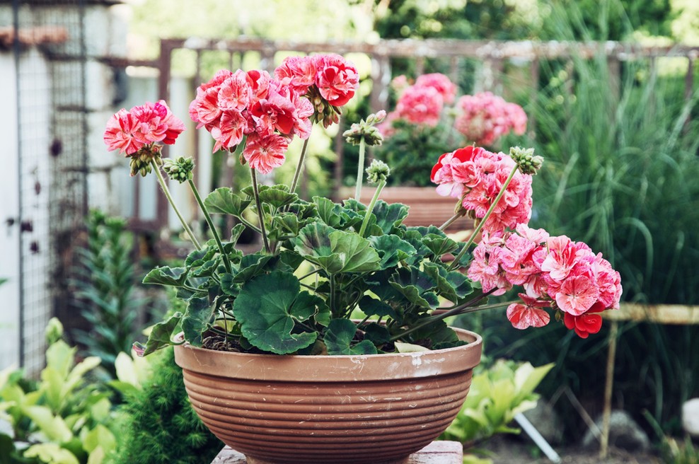 Pelargonija - kraljica balkonov in okenskih polic (kako jih pravilno sadimo) (foto: Shutterstock)