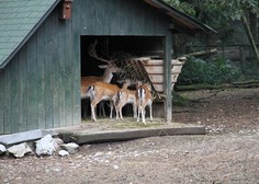 Ljubljanski živalski vrt poživil prirastek jelenjadi