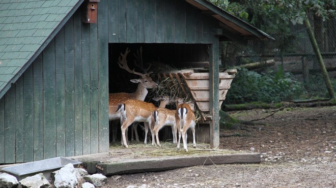 Ljubljanski živalski vrt poživil prirastek jelenjadi (foto: profimedia)