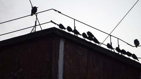 V Zagrebu ljudje bežijo pred napadi vran (nekaj žensk že iskalo zdravniško pomoč)