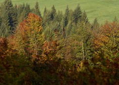 Znano in neznano o Sloveniji: Četrta najmanjša država EU, več kot polovico prekrivajo gozdovi