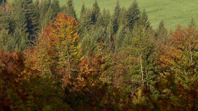 Znano in neznano o Sloveniji: Četrta najmanjša država EU, več kot polovico prekrivajo gozdovi (foto: Tamino Petelinšek/STA)