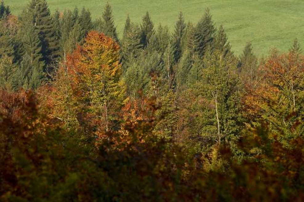 Znano in neznano o Sloveniji: Četrta najmanjša država EU, več kot polovico prekrivajo gozdovi (foto: Tamino Petelinšek/STA)