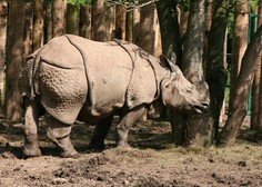 V zadnjem ohranjenem divjem življenjskem okolju za javanske nosoroge opazili dva mladiča