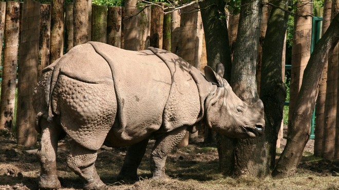 V zadnjem ohranjenem divjem življenjskem okolju za javanske nosoroge opazili dva mladiča (foto: profimedia)
