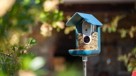 Pametna ptičja krmilnica Bird Buddy z videokamero in mikrofonom je slovenski startup leta