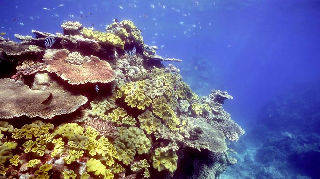 Avstralija nasprotuje Unescovi umestitvi Velikega koralnega grebena med ogrožena območja (foto: Profimedia)