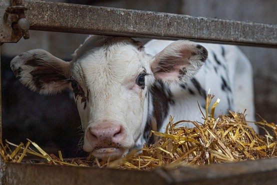 40 krav pobegnilo iz klavnice in se dva dni potepalo po Los Angelesu