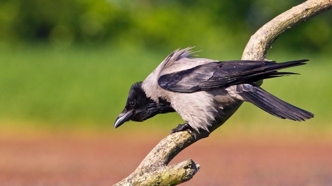 Neurje na Hrvaškem zdesetkalo tudi ptice (foto: Profimedia)