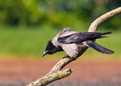 Neurje na Hrvaškem zdesetkalo tudi ptice