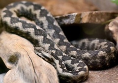 Na Hrvaškem vse več dela za lovce na kače