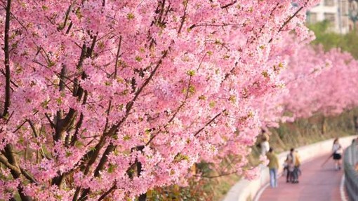 Čarobno cvetenje češenj na Japonsko privabi na tisoče turistov