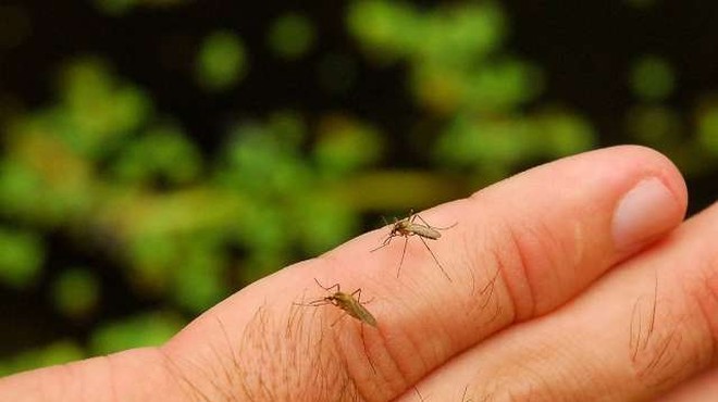 Biologi letos zaznavajo povečano število komarjev in miši (foto: Xinhua/STA)
