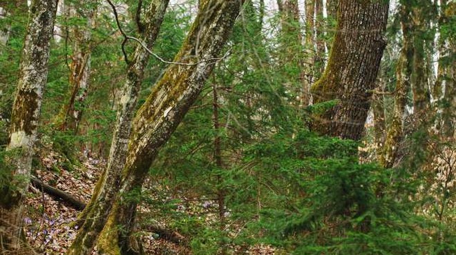 "V gozdu smo gostje, zato upoštevajmo navodila gozdarskih strokovnjakov in lastnikov gozdov!" (foto: Domen Grogl/STA)