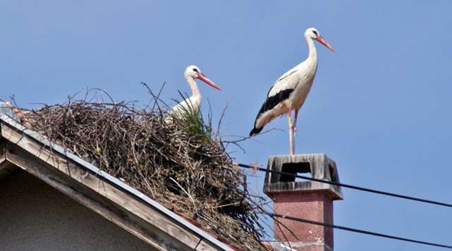 Štorklje se širijo po Sloveniji, a izginjajo iz Prekmurja (foto: HINA/sta)