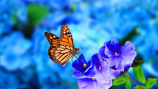 Nekaj zanimivosti o metuljih, ki so kazalnik zdravega okolja