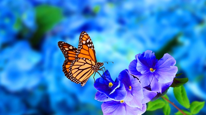 Nekaj zanimivosti o metuljih, ki so kazalnik zdravega okolja (foto: Shutterstock)