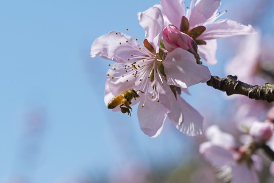 Kombinacija farmacevtskih sredstev močno ogroža čebele