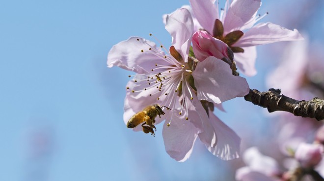 Kombinacija farmacevtskih sredstev močno ogroža čebele (foto: profimedia)