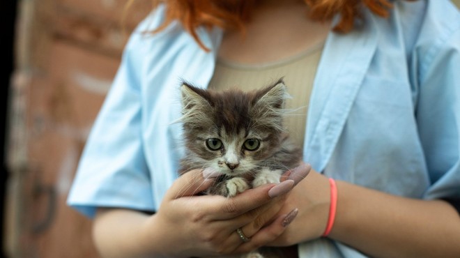 Nova študija: mački naj bi lastnike videli kot starše -  morda celo bolj kot psi (foto: Profimedia)