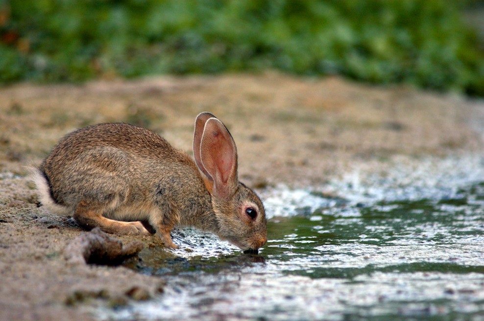 9 ukrepov, s katerimi lahko najbolj zmanjšamo tveganje za okužbo z zajčjo mrzlico (foto: Shutterstock)