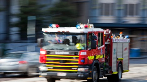 Avstralske požare preživel redek vrečar, ki pogine po množičnem parjenju