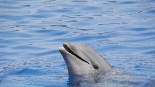 V slovenskem morju opazili prvega letošnjega delfinjega mladiča