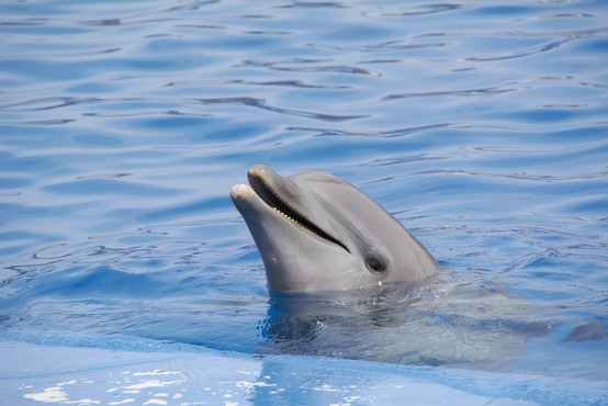 V slovenskem morju opazili prvega letošnjega delfinjega mladiča