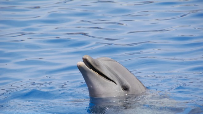 V slovenskem morju opazili prvega letošnjega delfinjega mladiča (foto: profimedia)