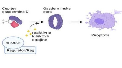 Odkritje povezave med metabolizmom, oksidativnim stresom in celično smrtjo