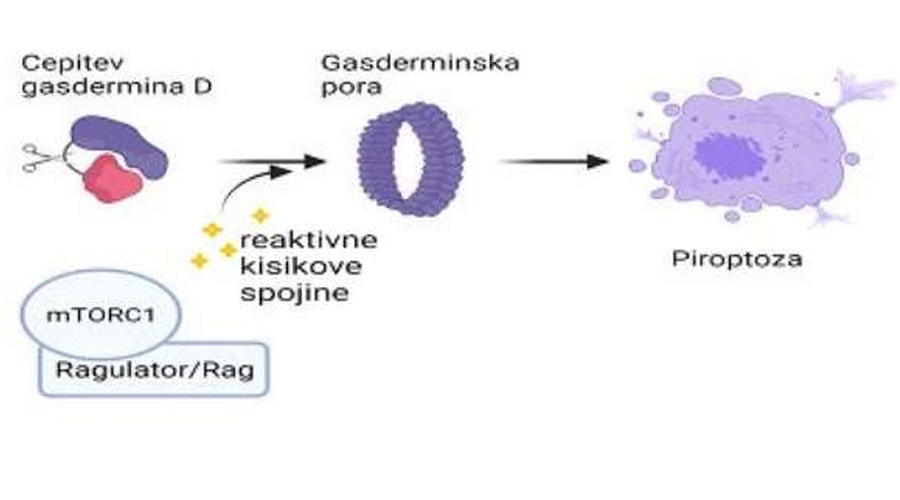 Odkritje povezave med metabolizmom, oksidativnim stresom in celično smrtjo (foto: Kemijski inštitut)