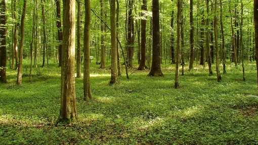 Kaj imajo podnebne spremembe opraviti z gozdovi?  (Piše: Vid Legradić)