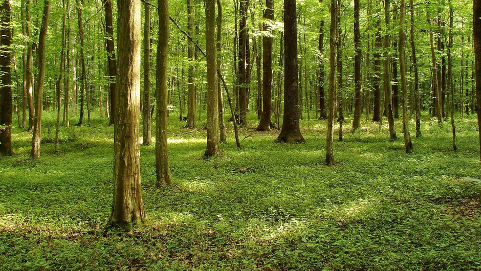 
                            Kaj imajo podnebne spremembe opraviti z gozdovi?  (Piše: Vid Legradić) (foto: profimedia)