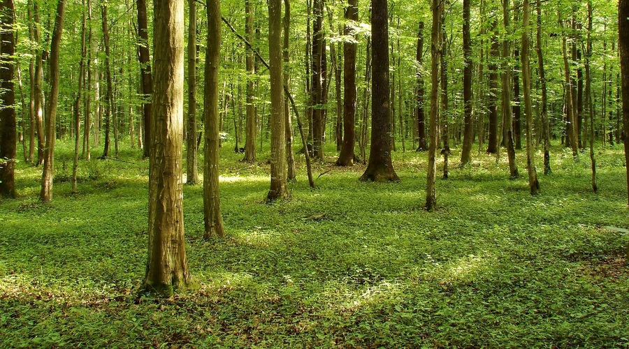 Kaj imajo podnebne spremembe opraviti z gozdovi?  (Piše: Vid Legradić) (foto: profimedia)