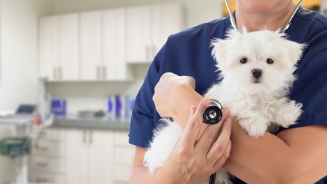 Veterinar razkril, kaj domači ljubljenčki počno v zadnjih trenutkih življenja – in kakšna je naloga lastnika