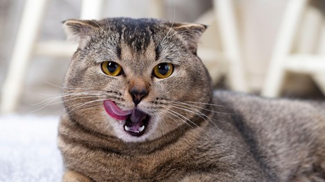 Vas mačka rada liže po obrazu? 6 simpatičnih in 1 malce strašljiv razlog, zakaj to morda počne